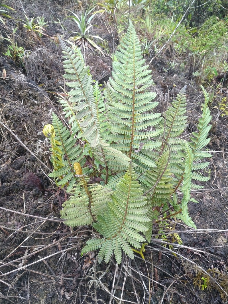 Cyathea concordia