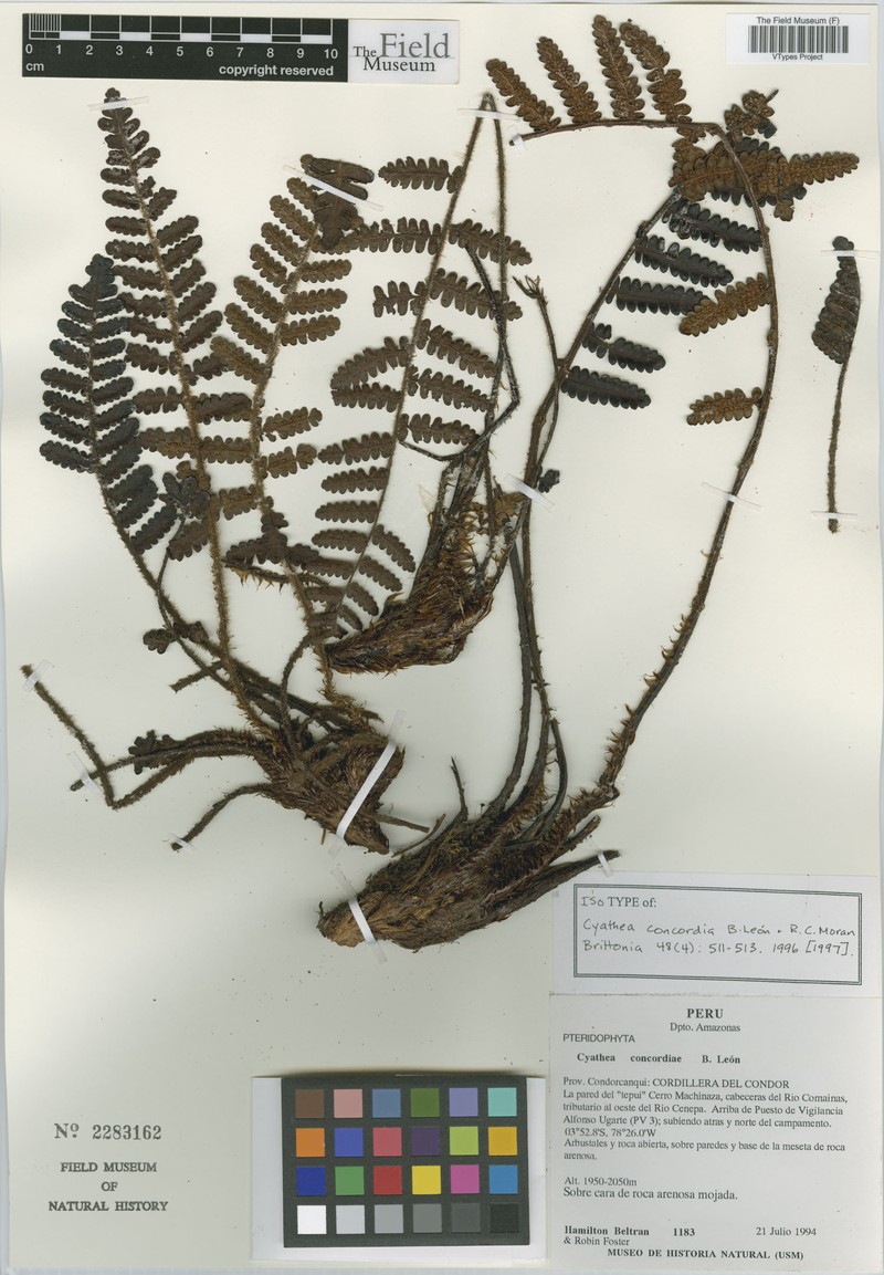 Cyathea concordia photo 3