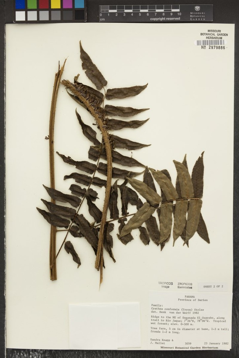 Cyathea conformis