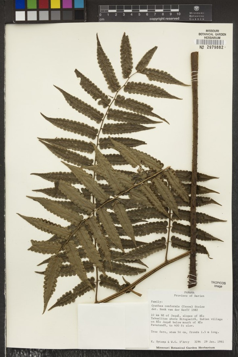 Cyathea conformis photo 2