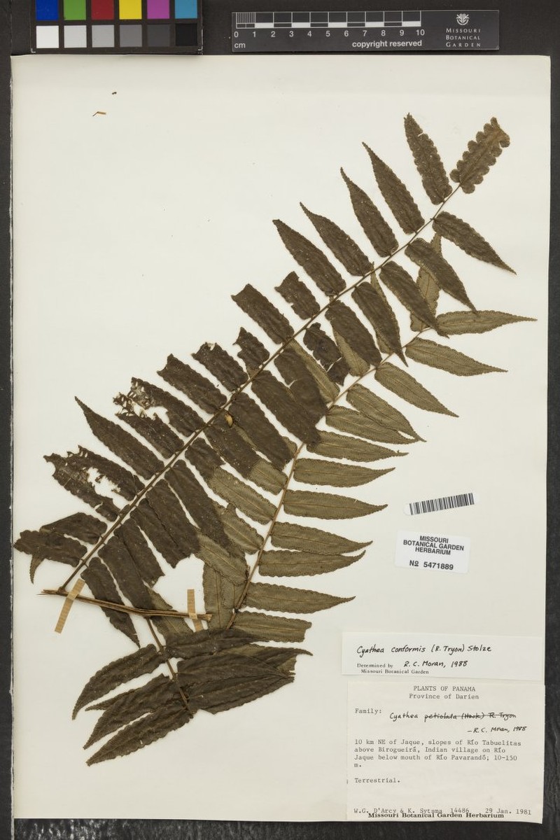 Cyathea conformis photo 3