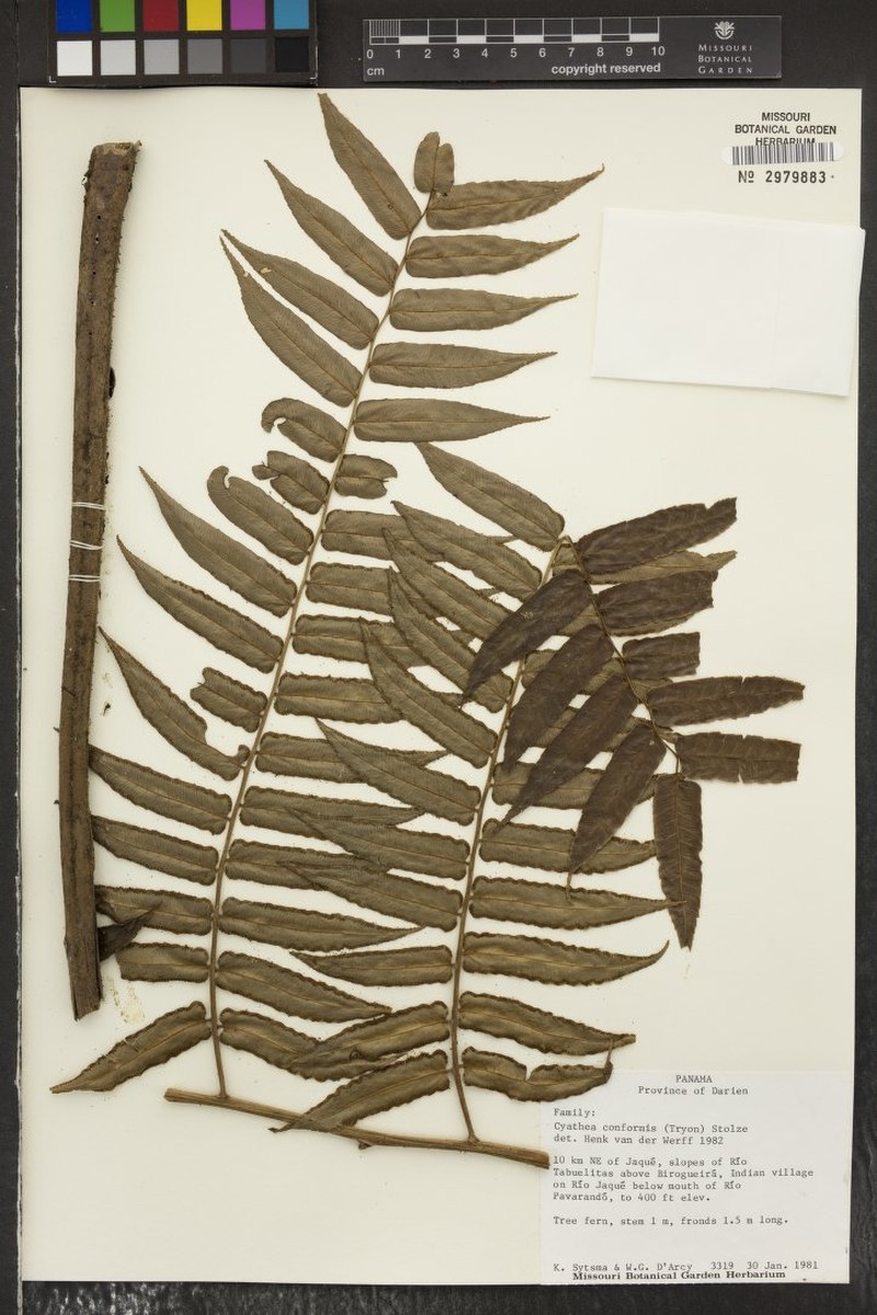 Cyathea conformis photo 4