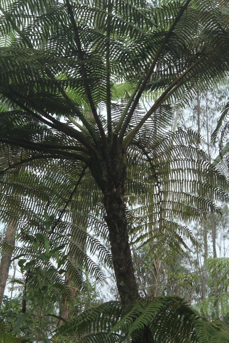 Cyathea conjugata