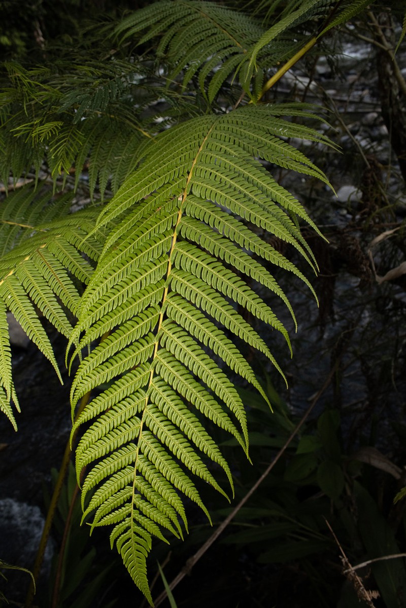 Cyathea conjugata photo 2