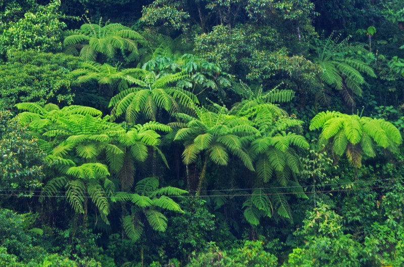 Cyathea conjugata photo 3