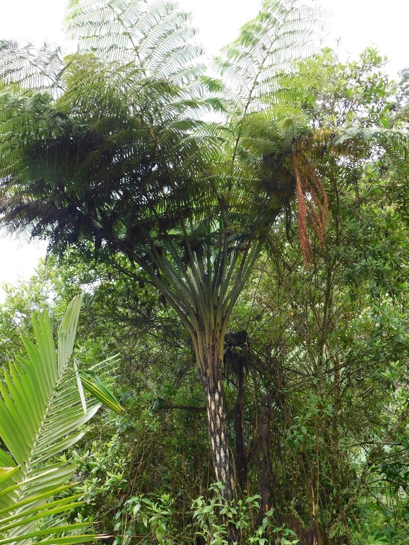 Cyathea conjugata photo 4