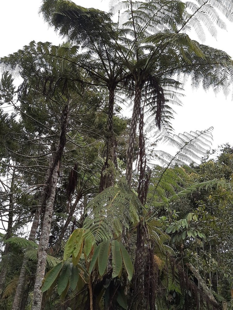 Cyathea conjugata photo 5
