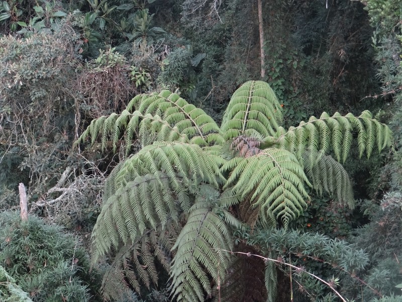 Cyathea conjugata photo 6
