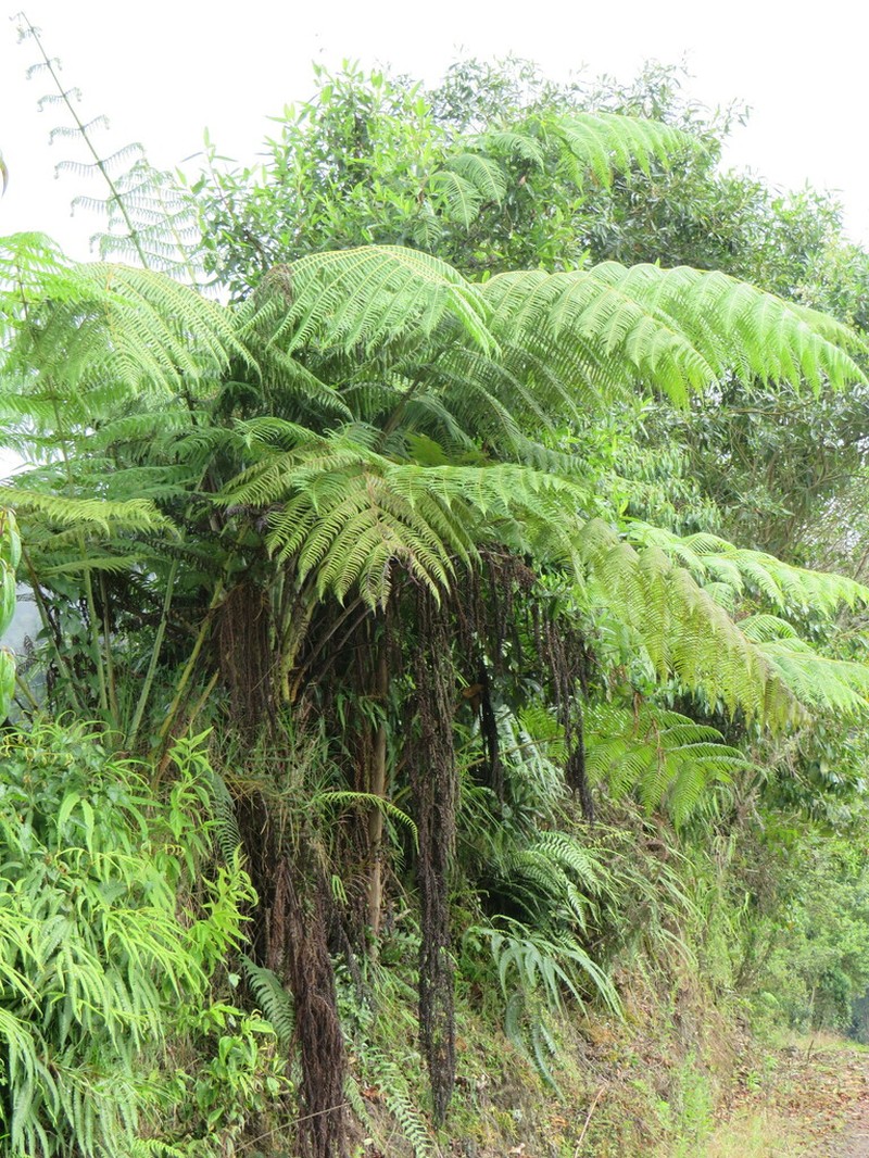 Cyathea conjugata photo 8