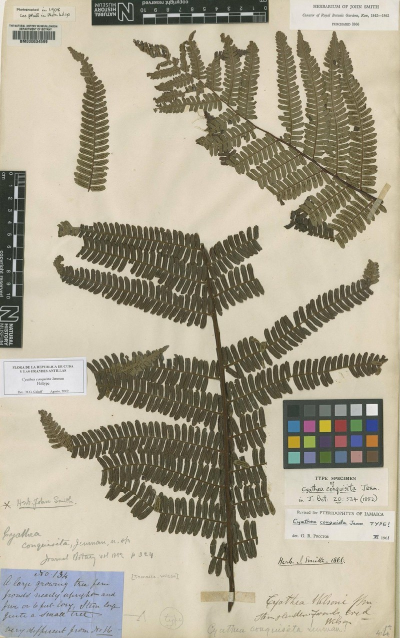 Cyathea conquisita