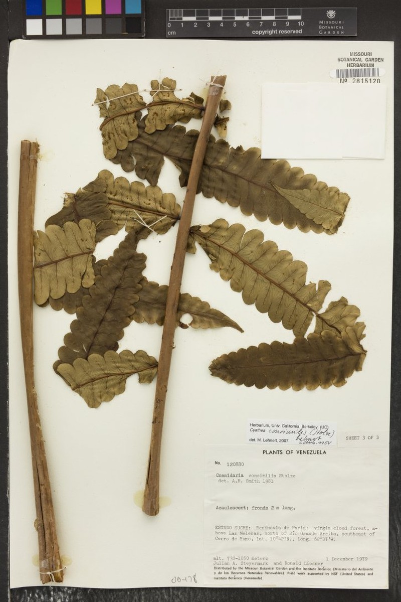 Cyathea consimilis