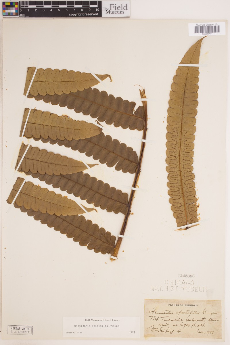 Cyathea consimilis photo 2