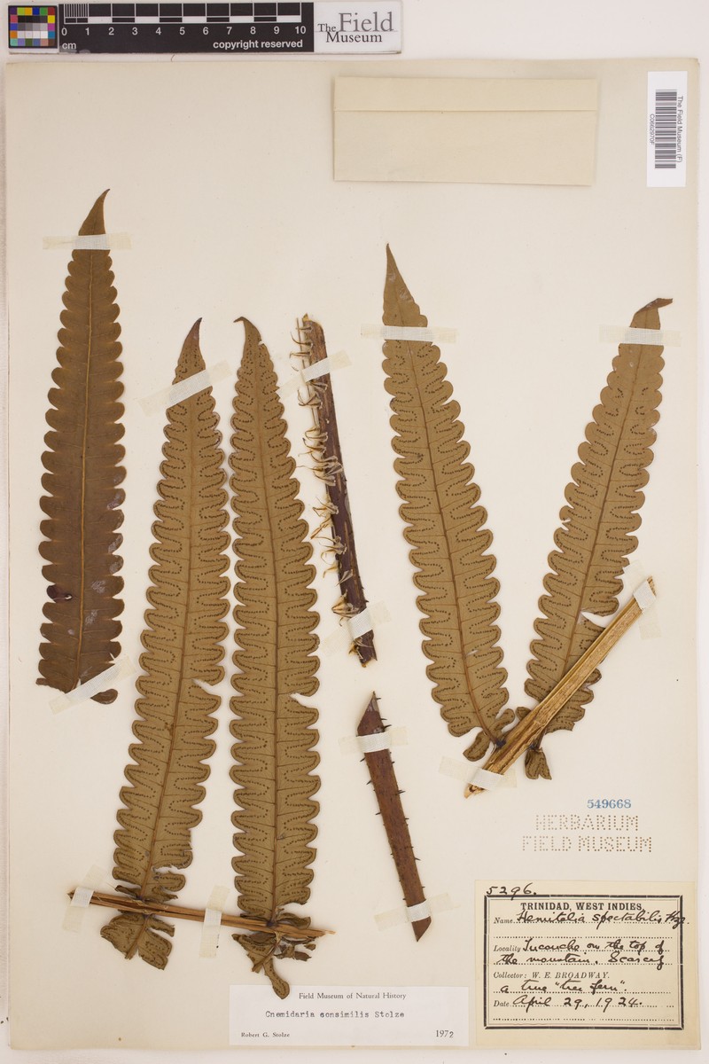 Cyathea consimilis photo 3