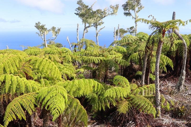 Cyathea copelandii