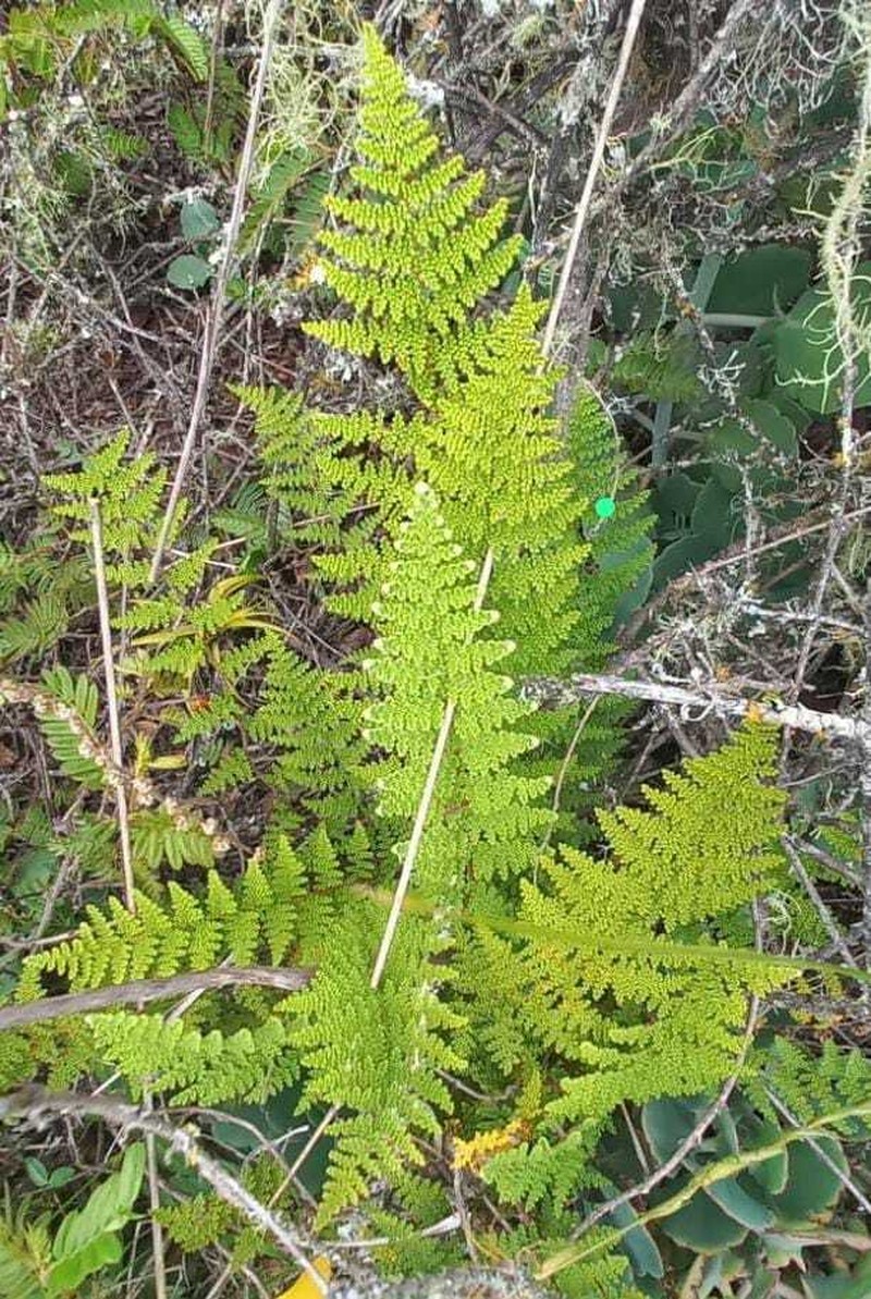 Cyathea corallifera photo 2