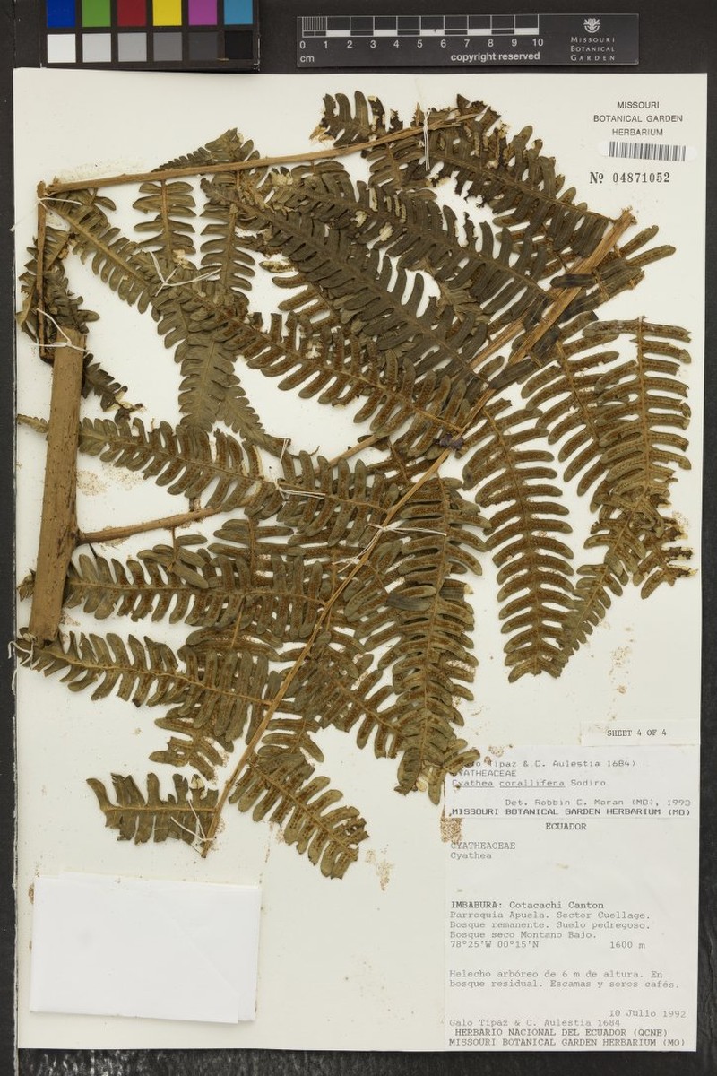 Cyathea corallifera photo 3