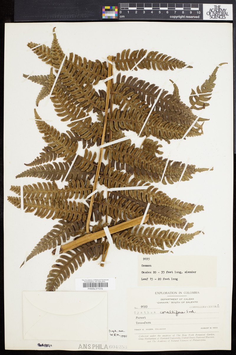 Cyathea corallifera photo 4