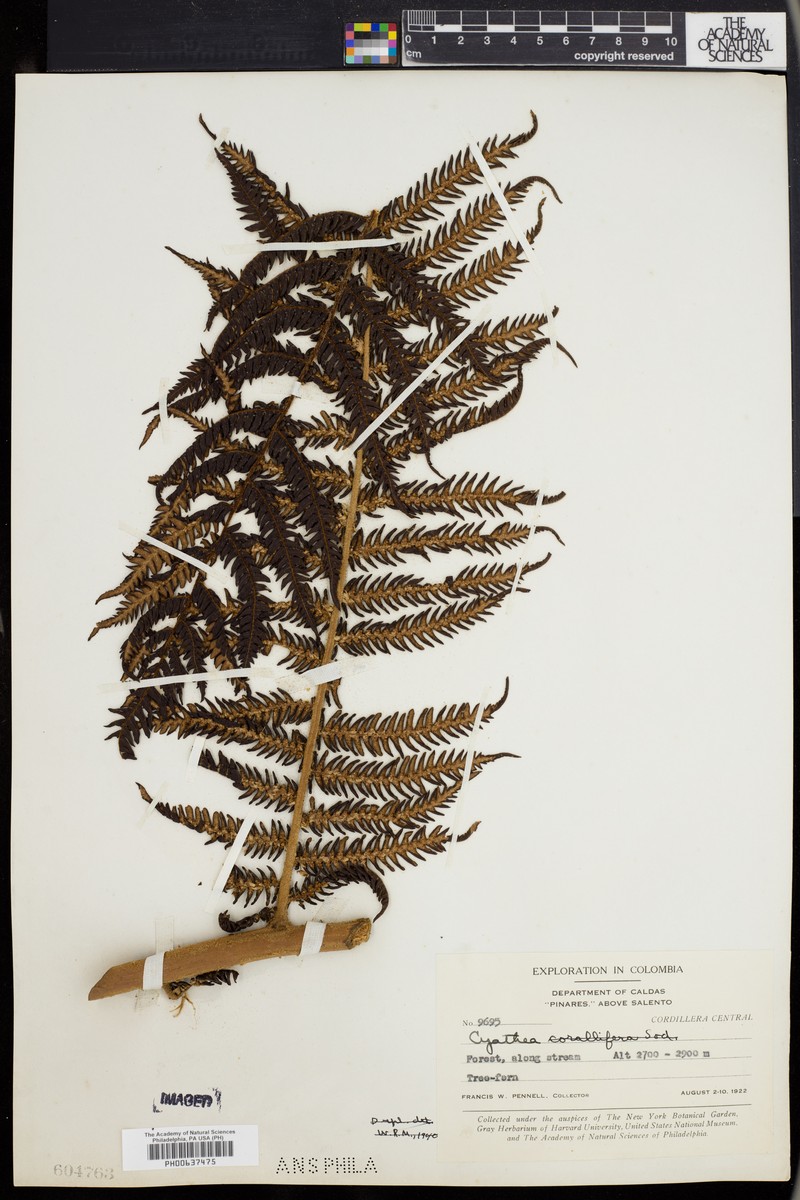 Cyathea corallifera photo 5