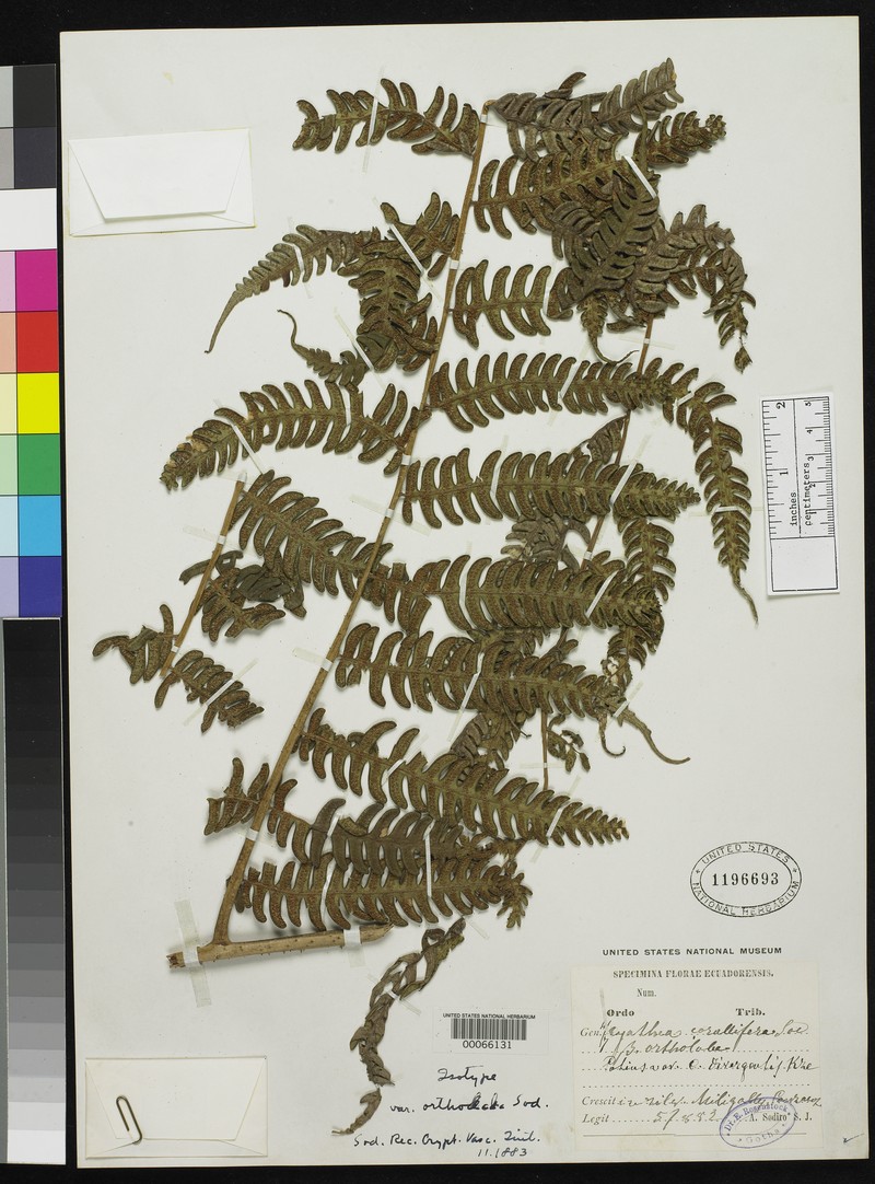Cyathea corallifera