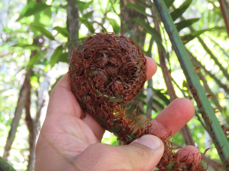 Cyathea corcovadensis