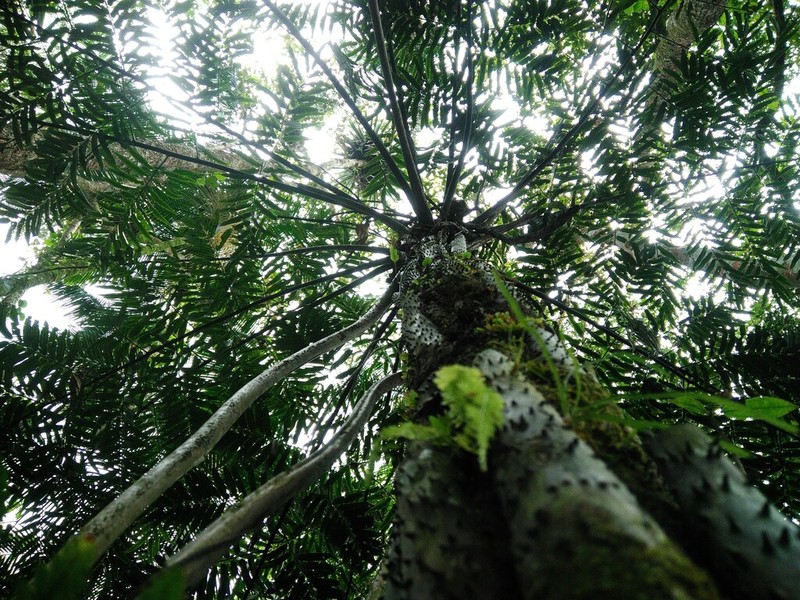 Cyathea corcovadensis photo 2