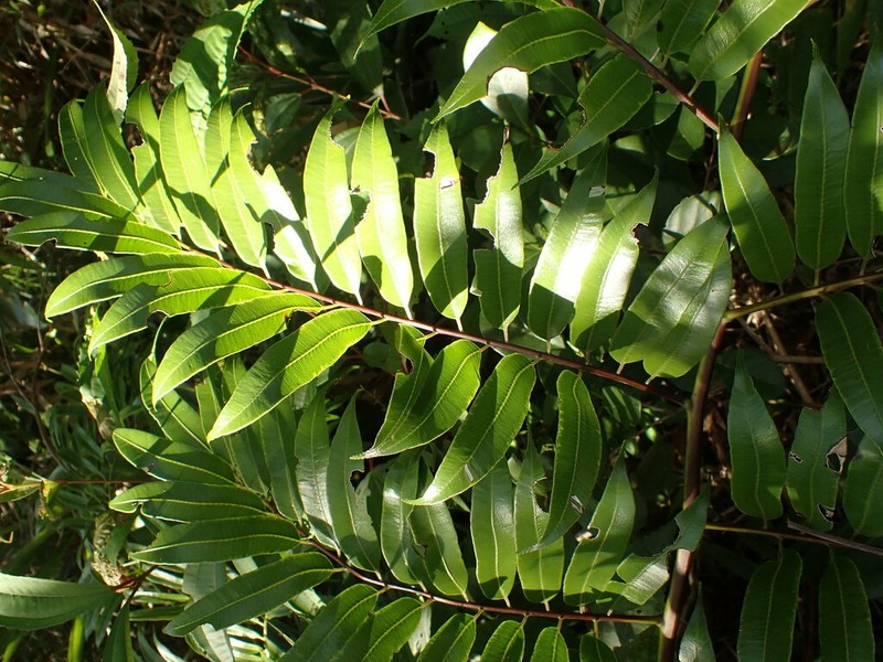 Cyathea corcovadensis photo 3