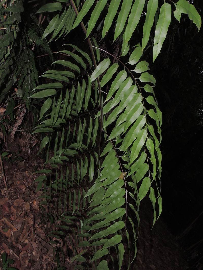 Cyathea corcovadensis photo 4