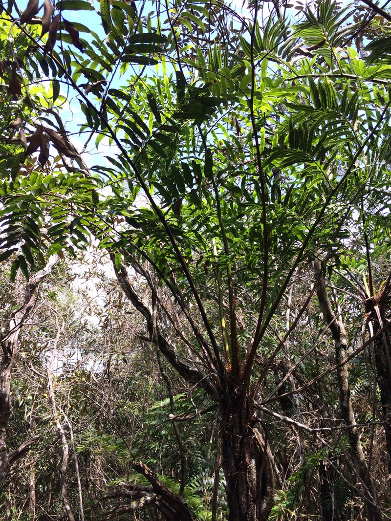 Cyathea corcovadensis photo 5