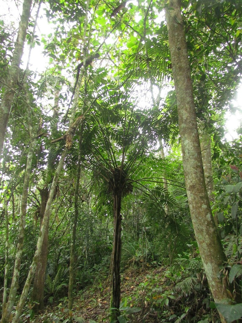 Cyathea corcovadensis photo 6