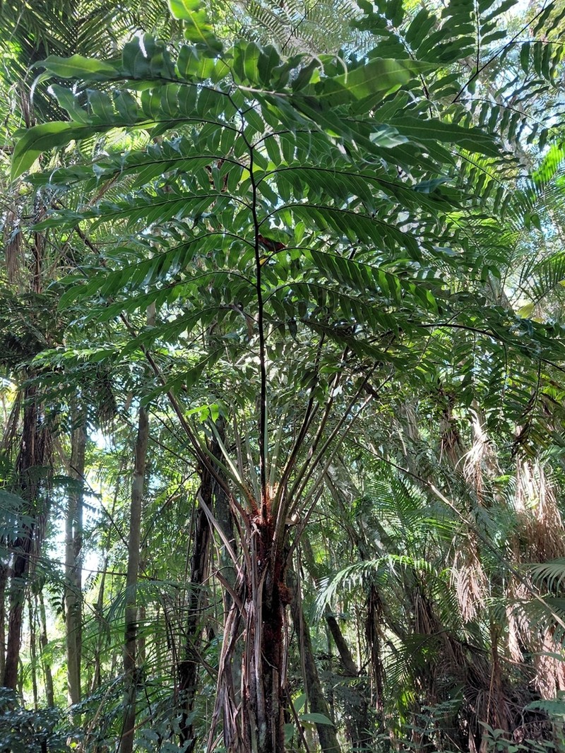 Cyathea corcovadensis photo 7