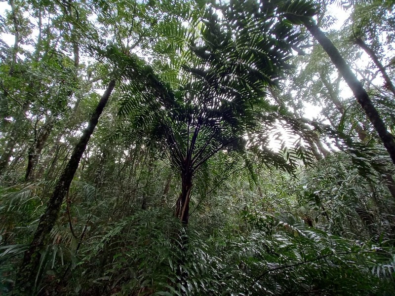 Cyathea corcovadensis photo 8