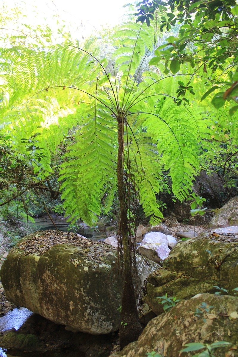 Cyathea costaricensis