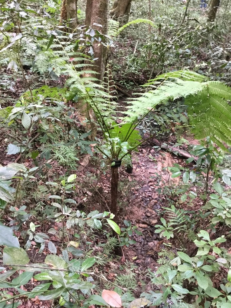 Cyathea costaricensis photo 2