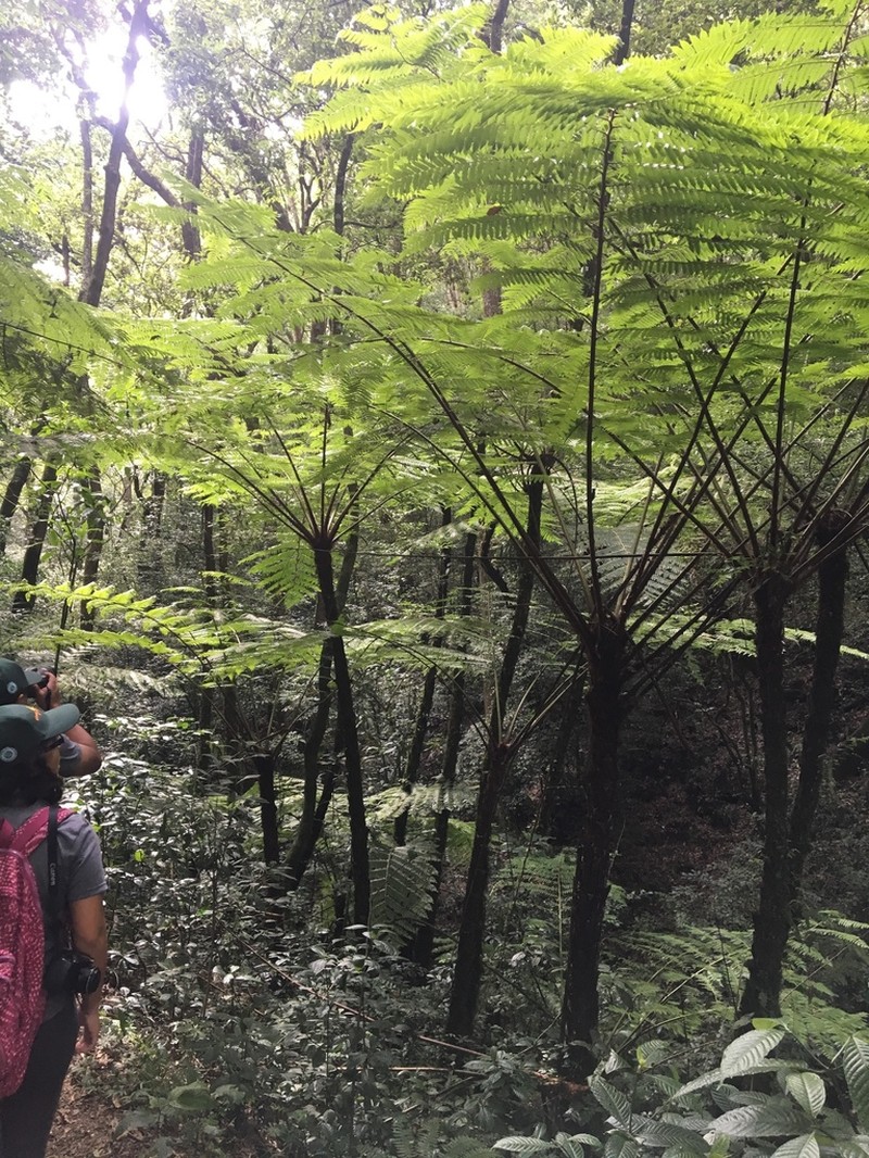 Cyathea costaricensis photo 3