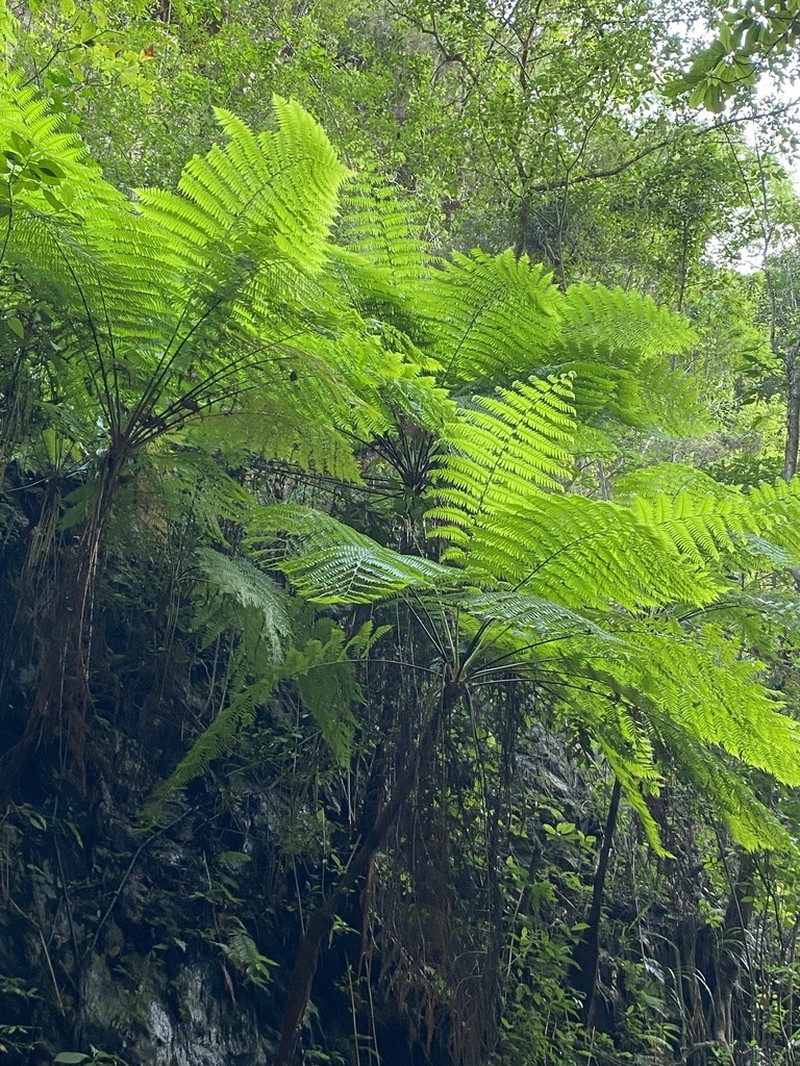 Cyathea costaricensis photo 4