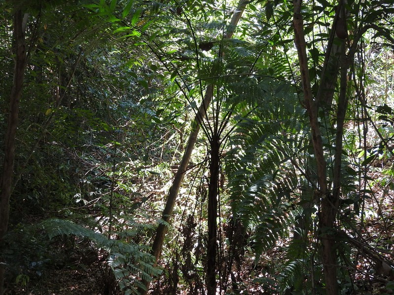 Cyathea costaricensis photo 5