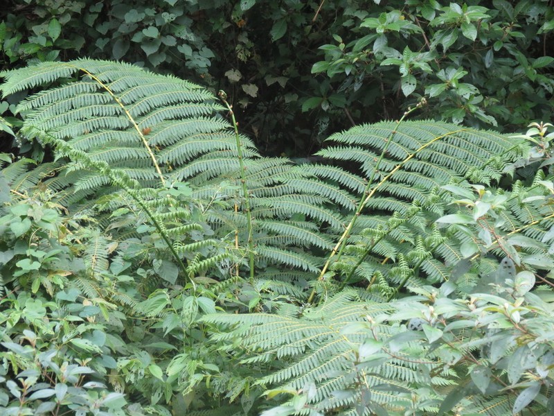 Cyathea costaricensis photo 6