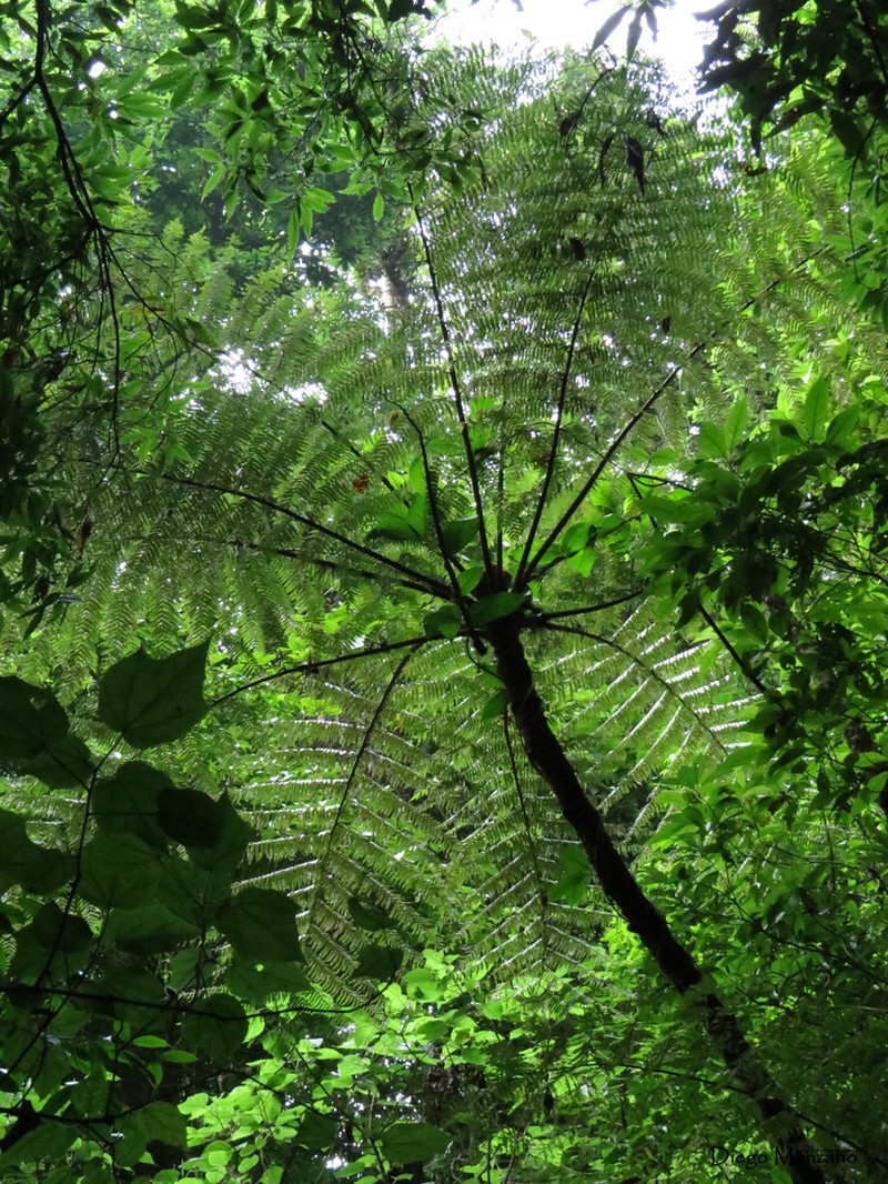 Cyathea costaricensis photo 7