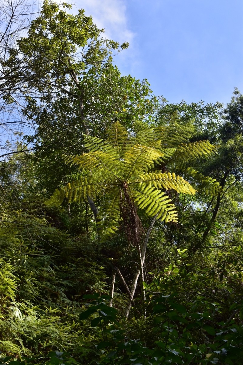 Cyathea costaricensis photo 8