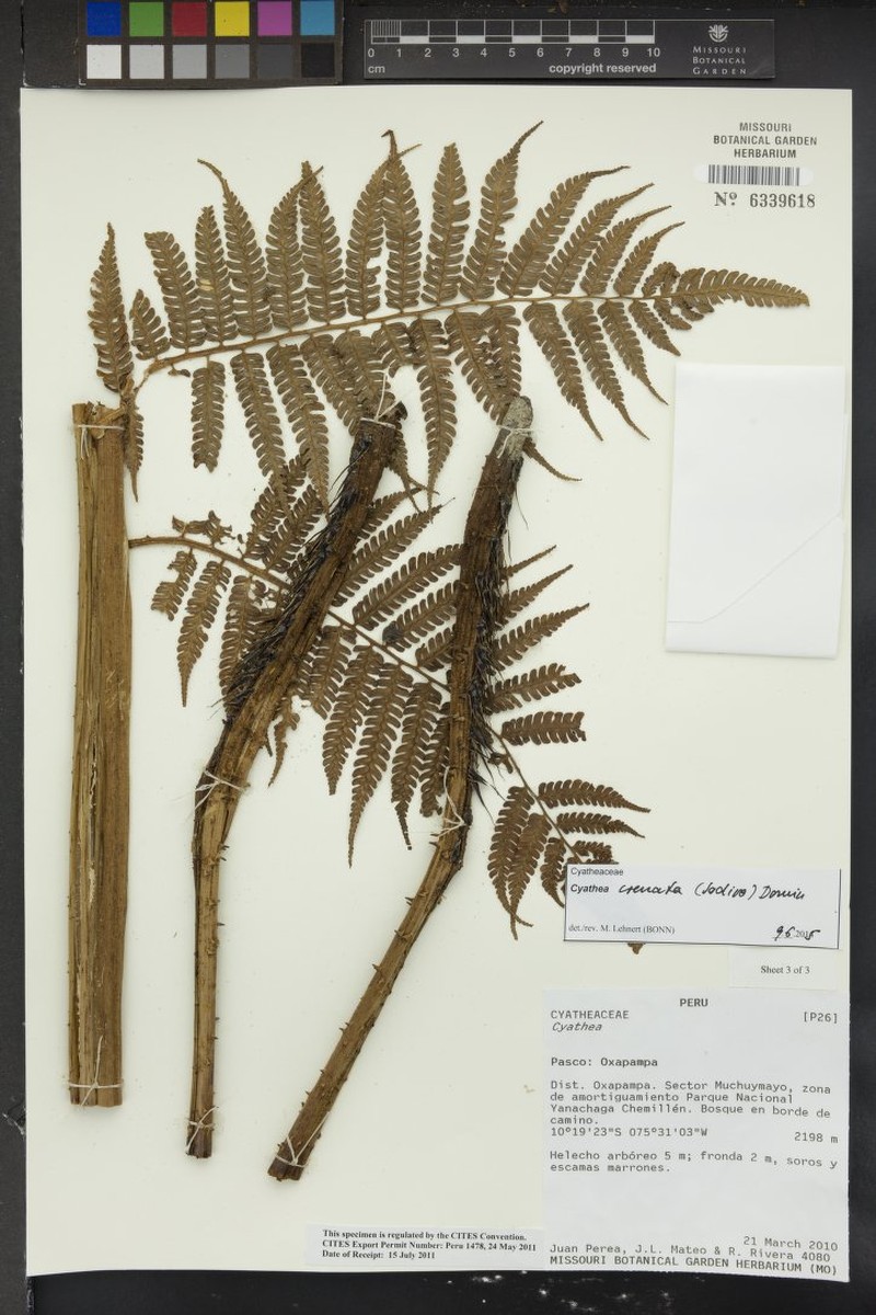 Cyathea crenata