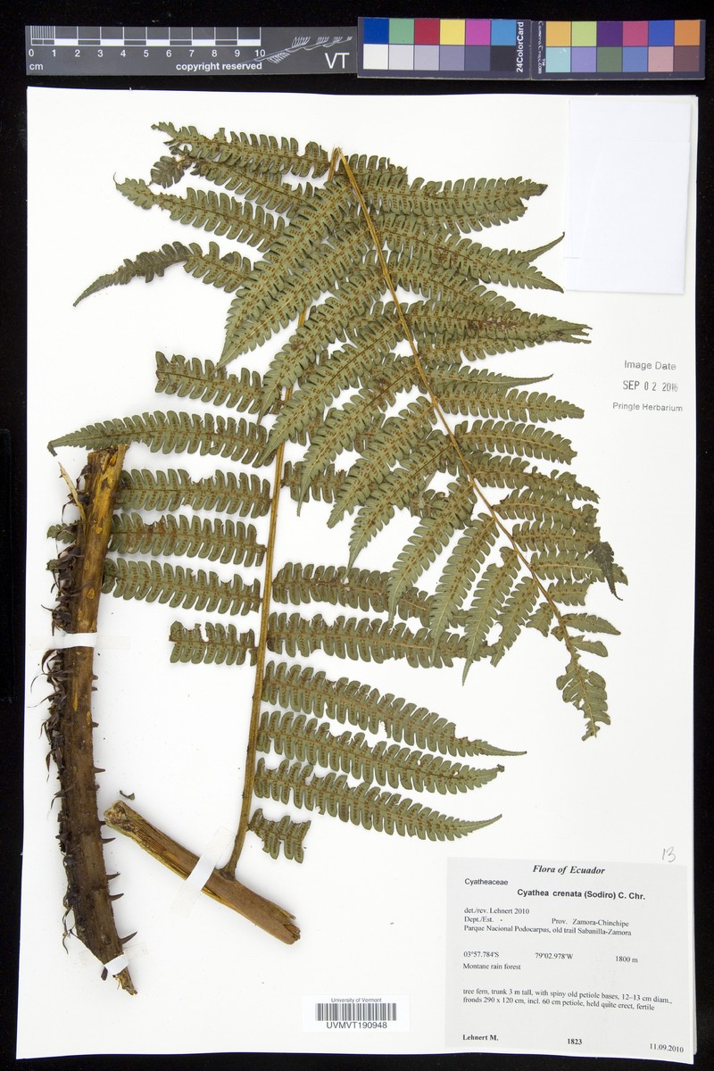 Cyathea crenata photo 2