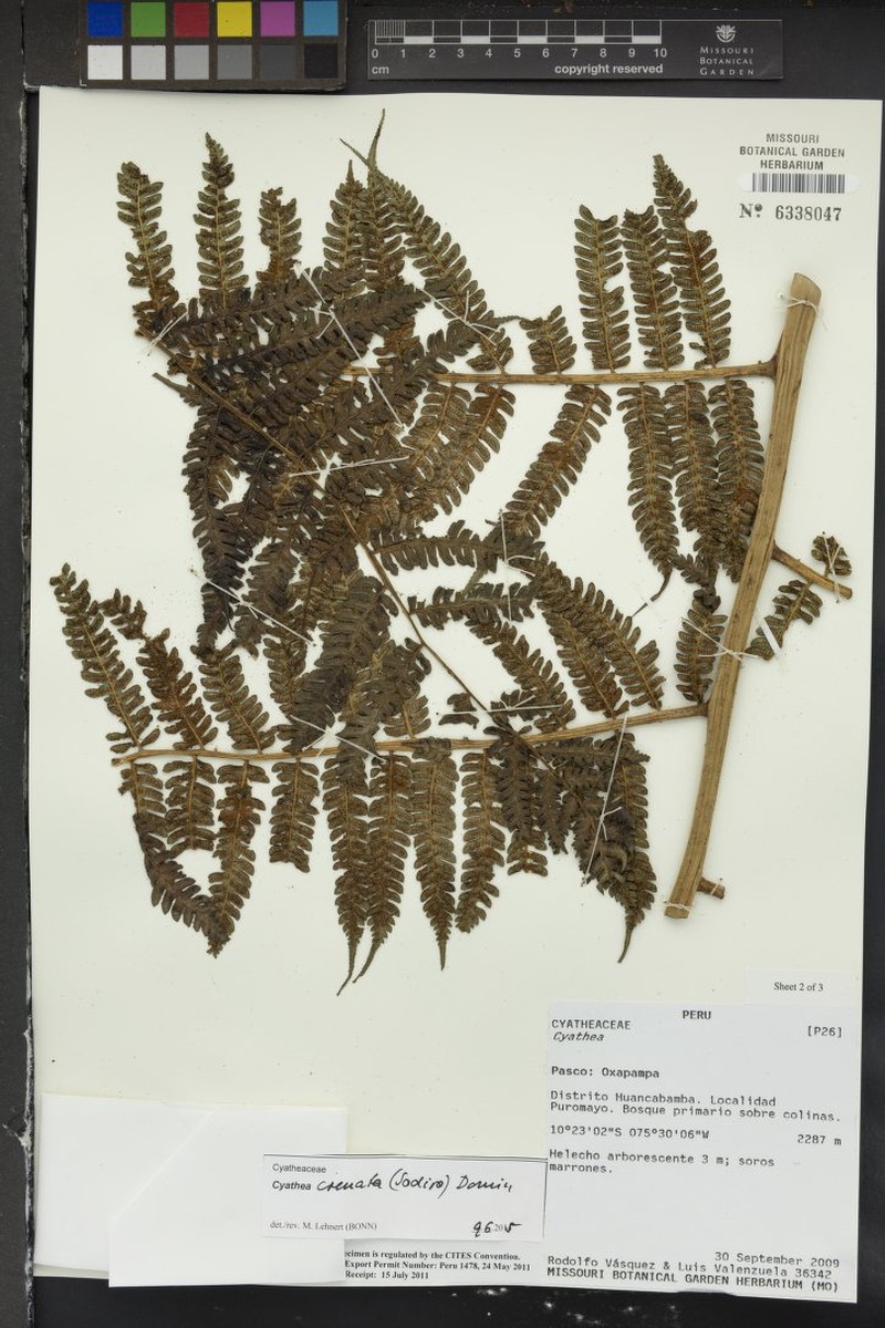 Cyathea crenata photo 3