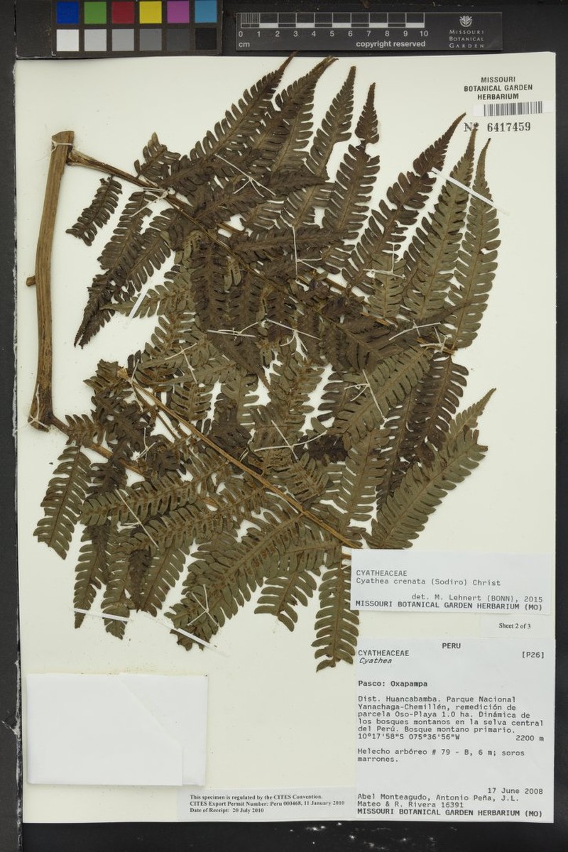 Cyathea crenata photo 4