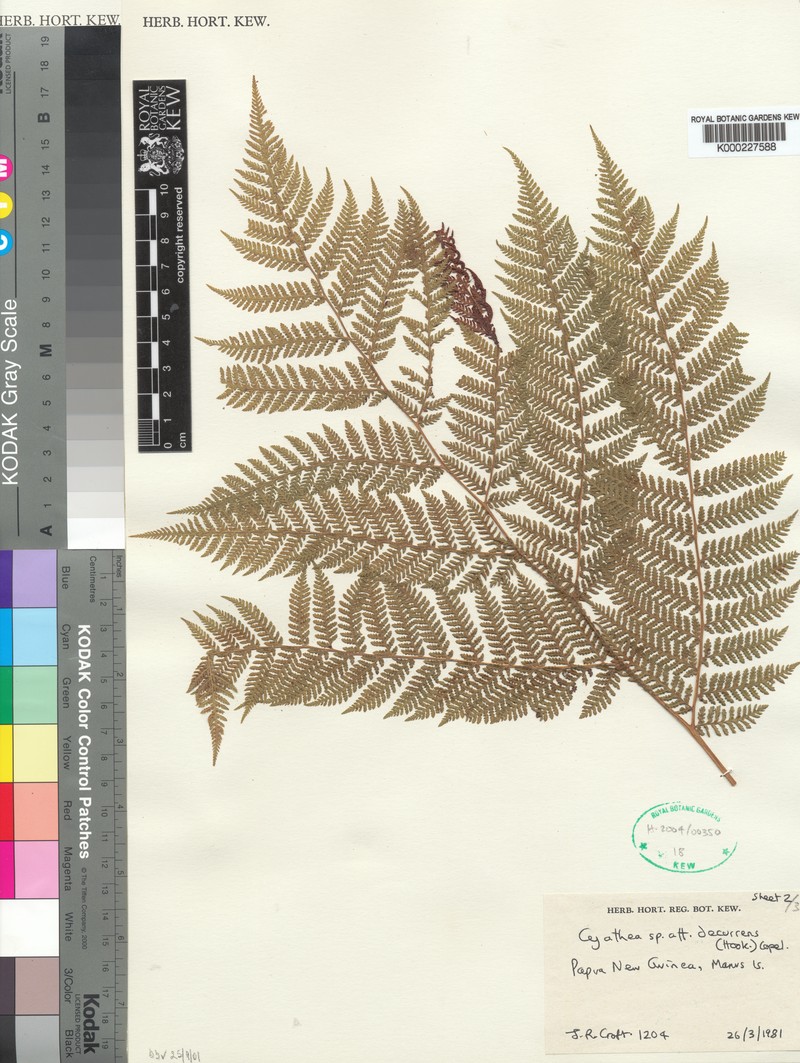 Cyathea croftii