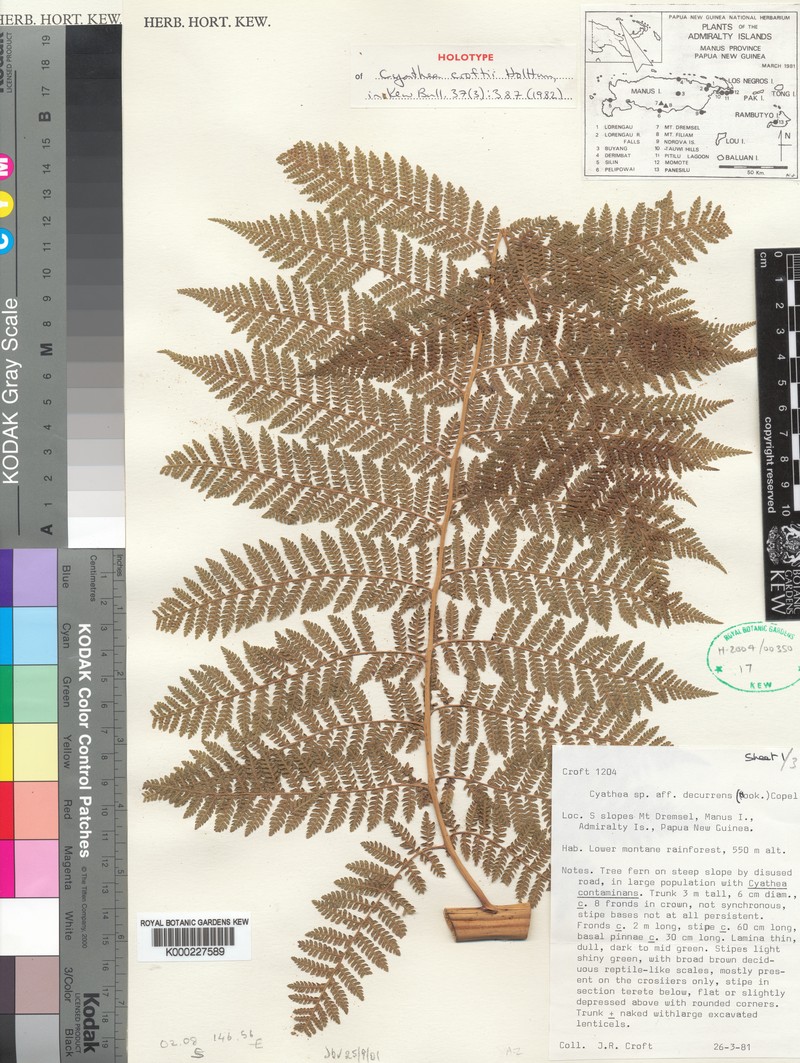 Cyathea croftii photo 2