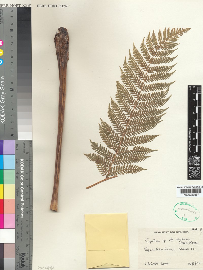 Cyathea croftii photo 3