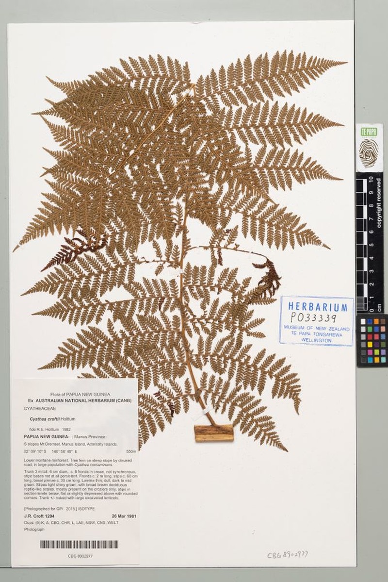 Cyathea croftii photo 4