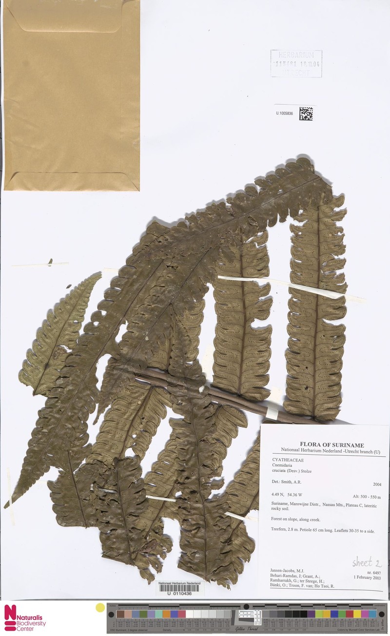 Cyathea cruciata photo 2