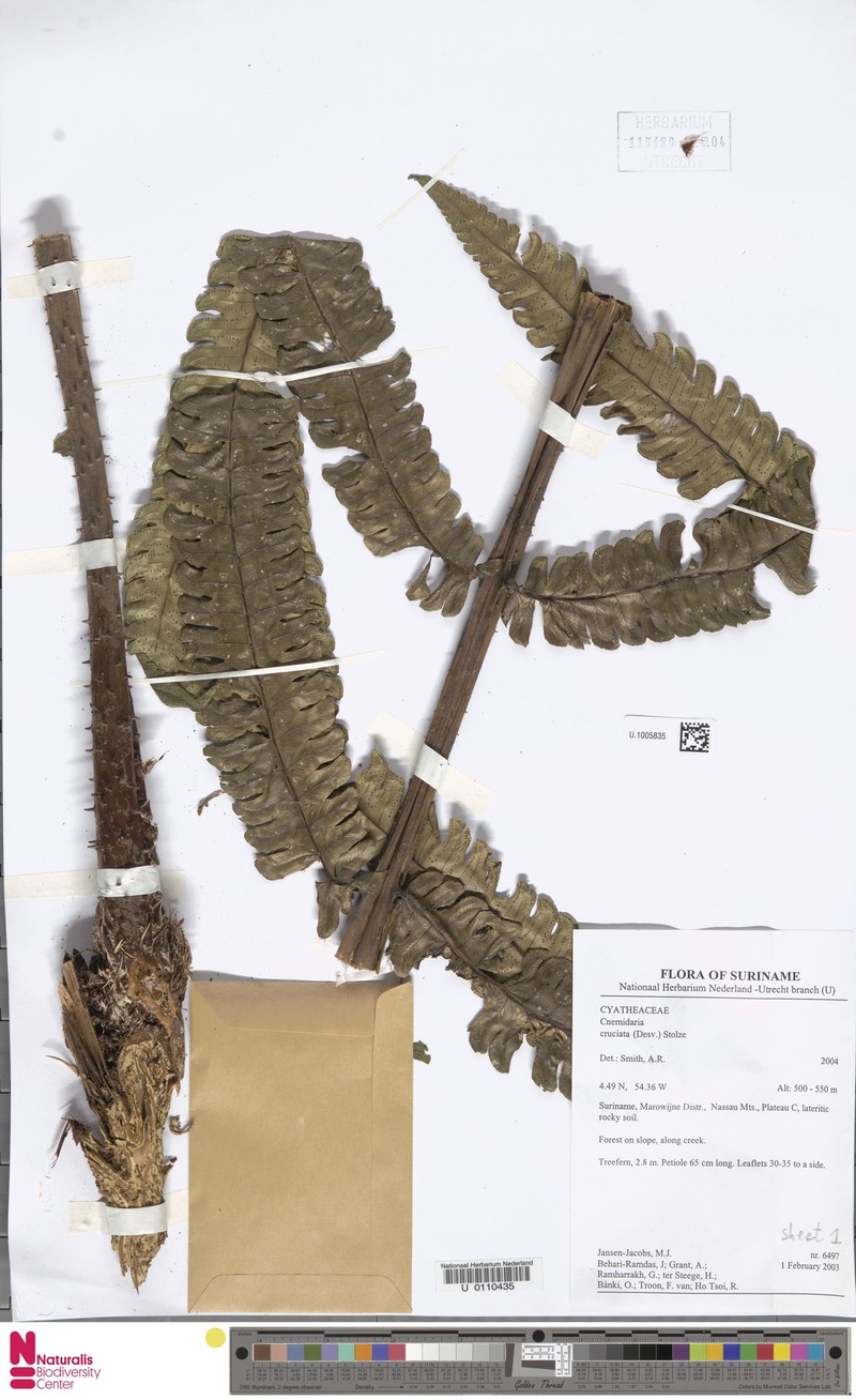 Cyathea cruciata photo 3
