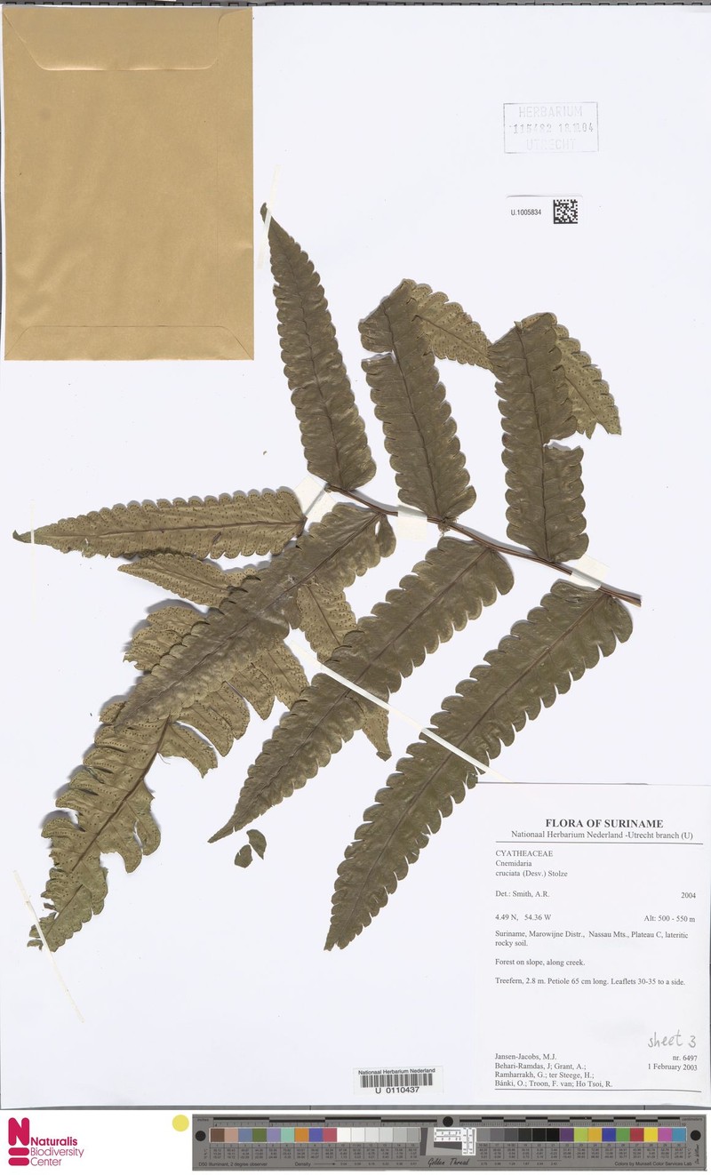 Cyathea cruciata photo 4